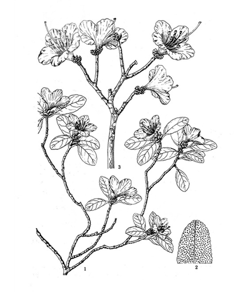 Natural compounds from  Rhododendron dauricum